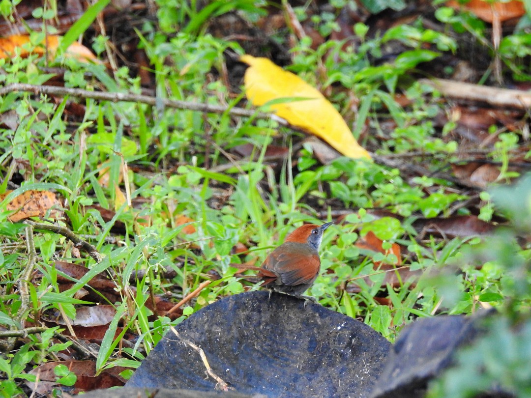 Pinto's Spinetail - ML635834420