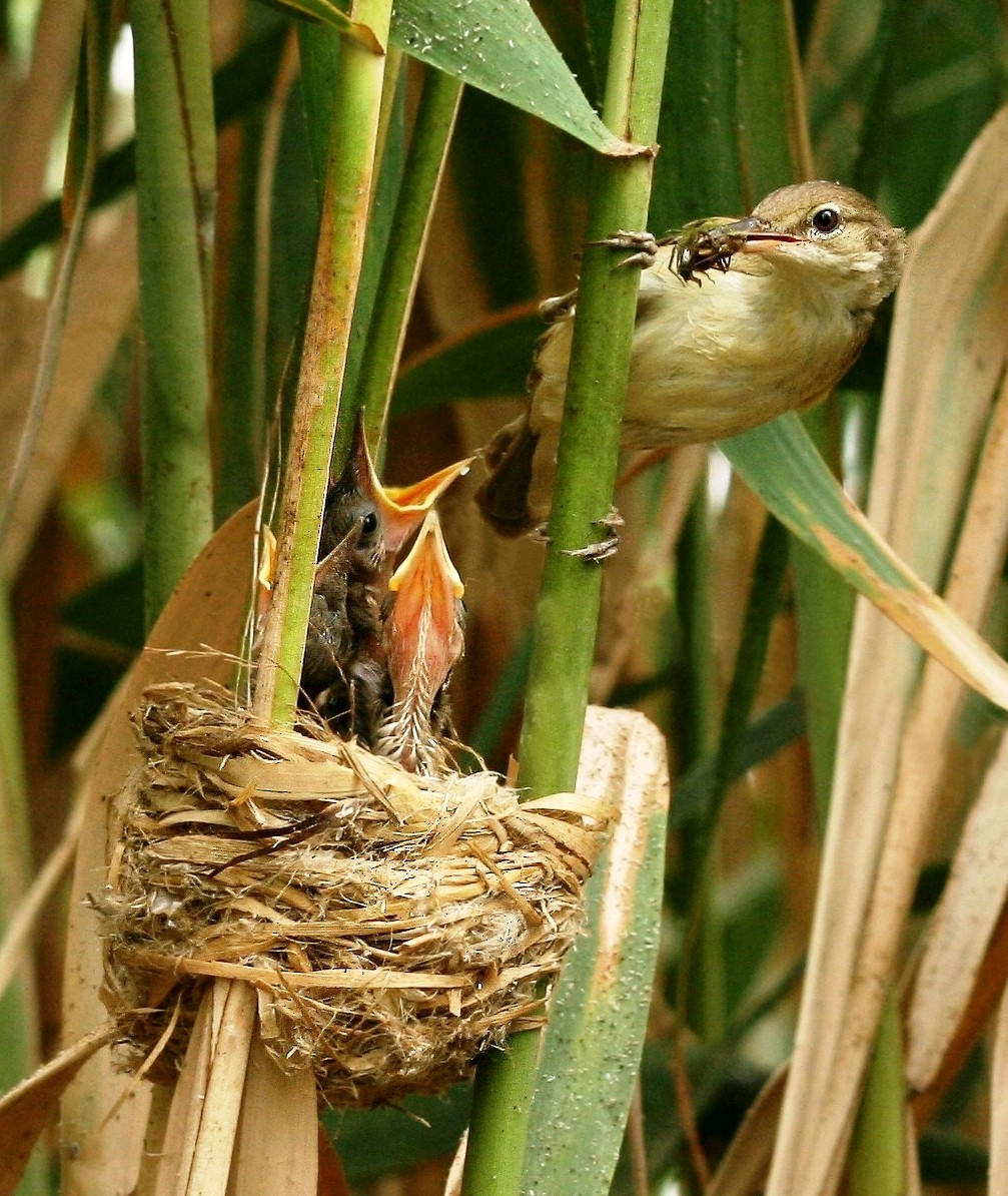 Basra Reed Warbler - ML635834423