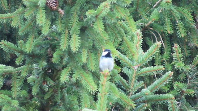 ヒガラ - ML635834424