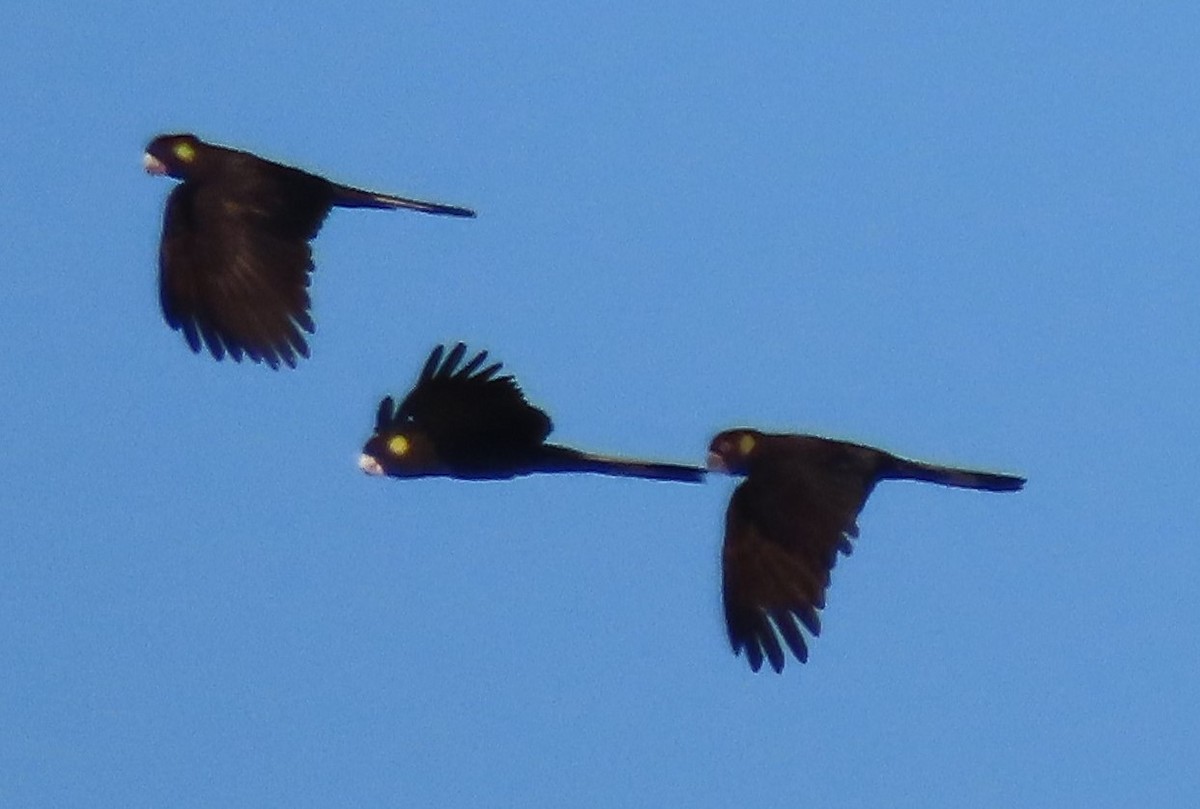 Yellow-tailed Black-Cockatoo - ML635834467