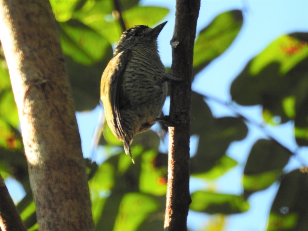 Golden-spangled Piculet (Pernambuco) - ML635834495