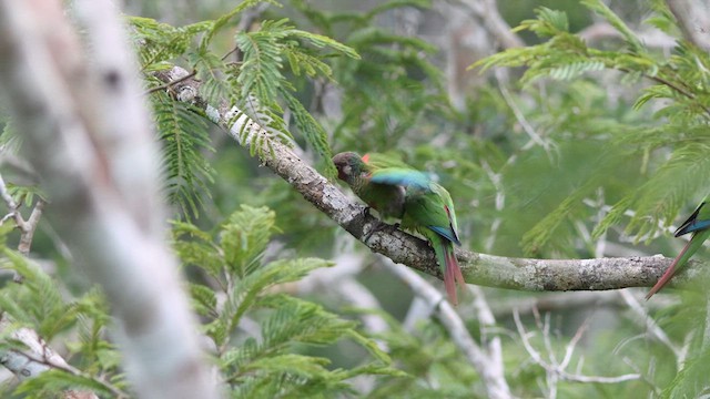 Maroon-faced Parakeet - ML635834591