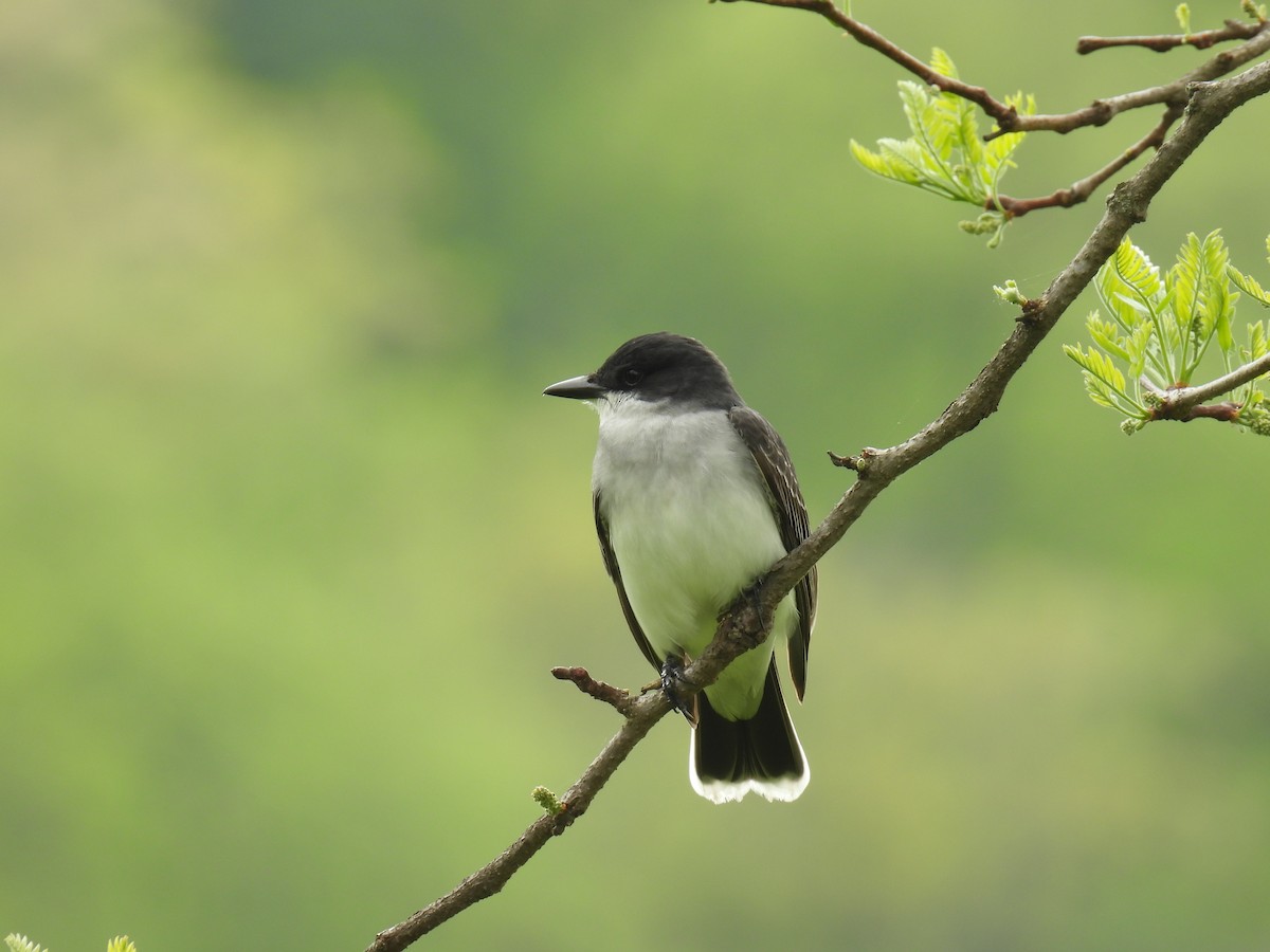 Eastern Kingbird - ML635834660