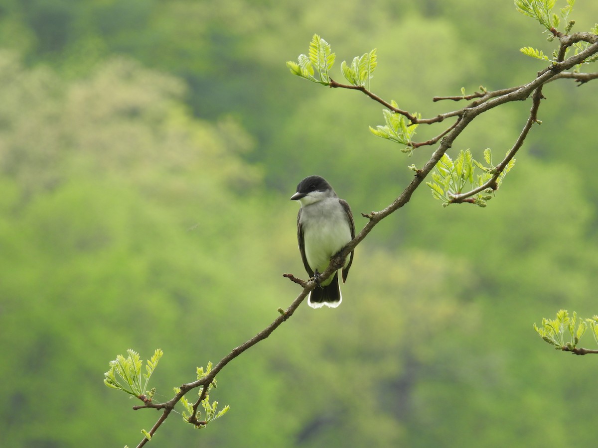 Eastern Kingbird - ML635834661