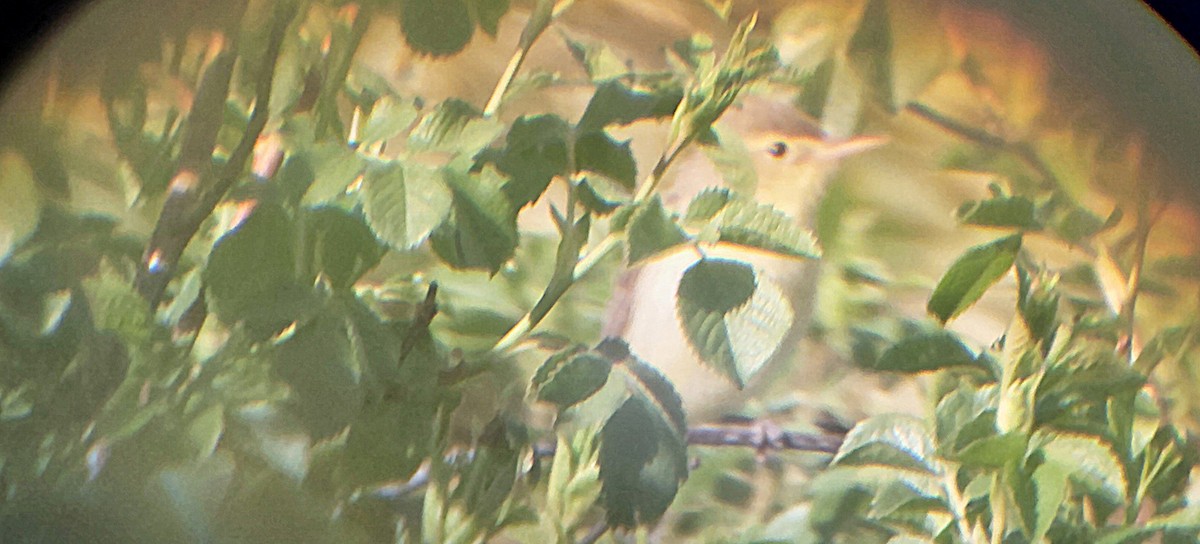 Melodious Warbler - ML635834730