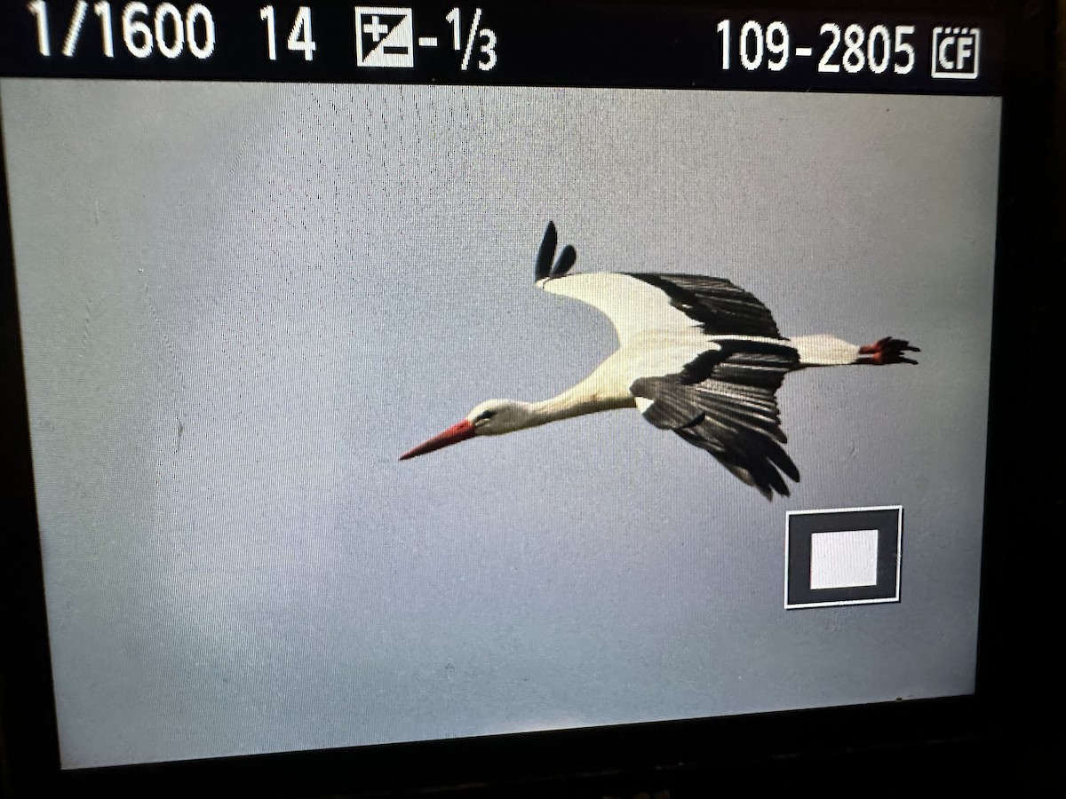 White Stork - ML635834743