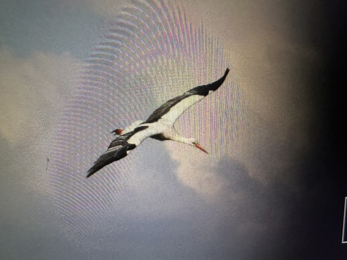 White Stork - ML635834745