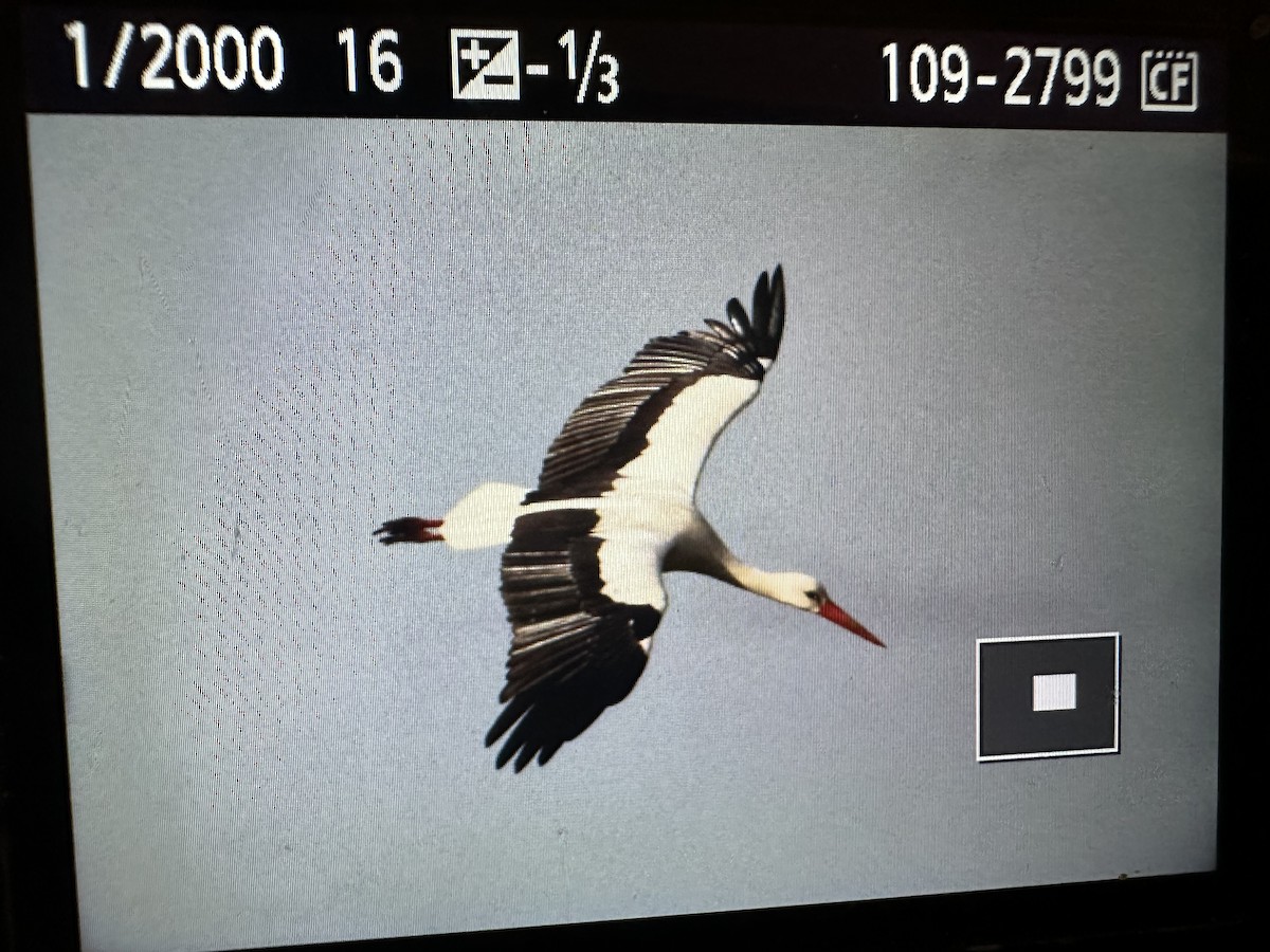 White Stork - ML635834746
