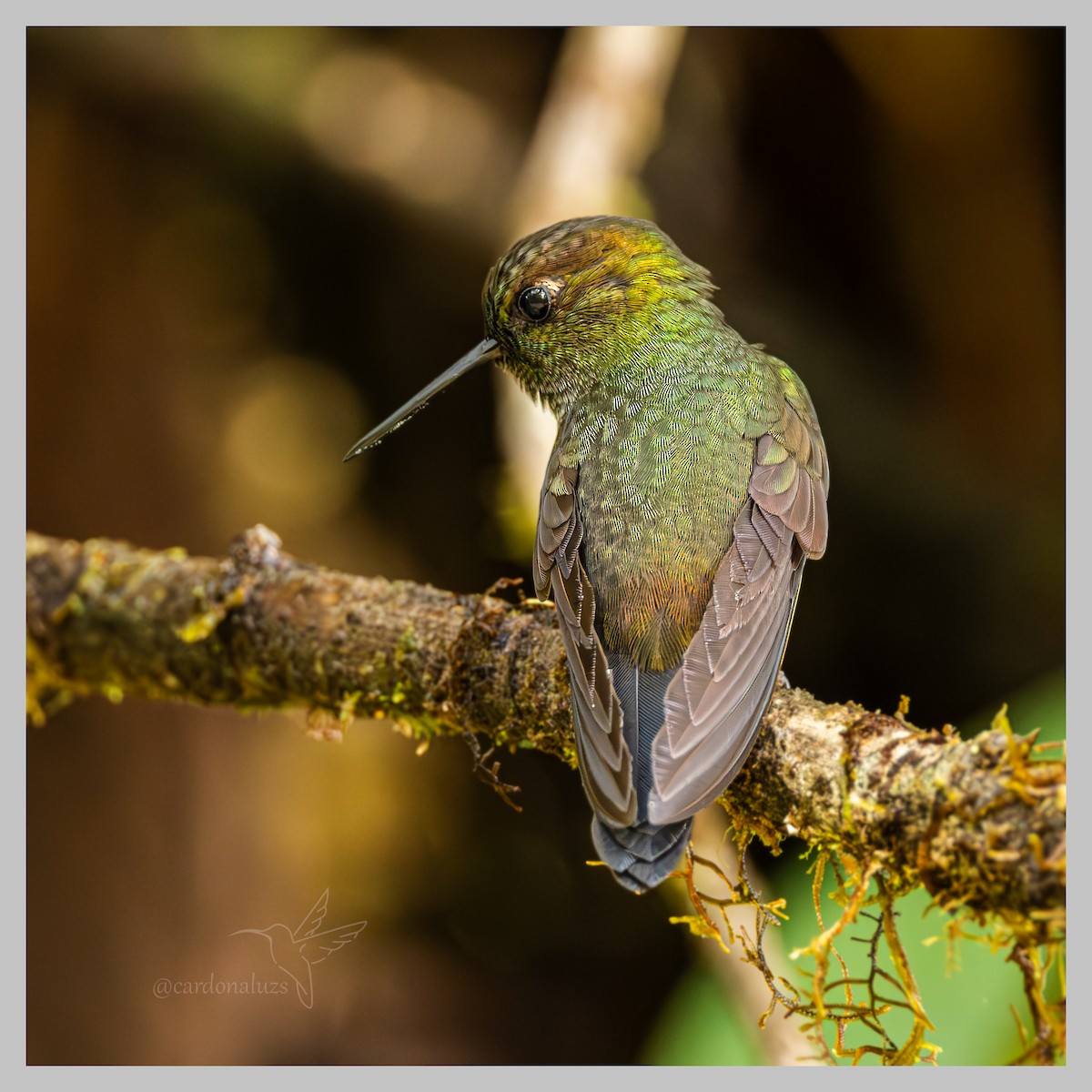 Greenish Puffleg - ML635834753