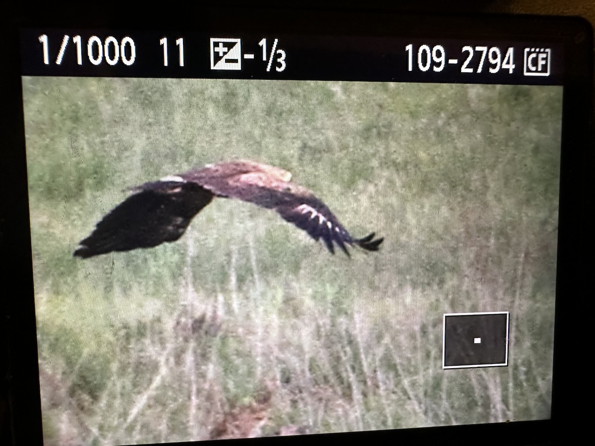Lesser Spotted Eagle - ML635834785