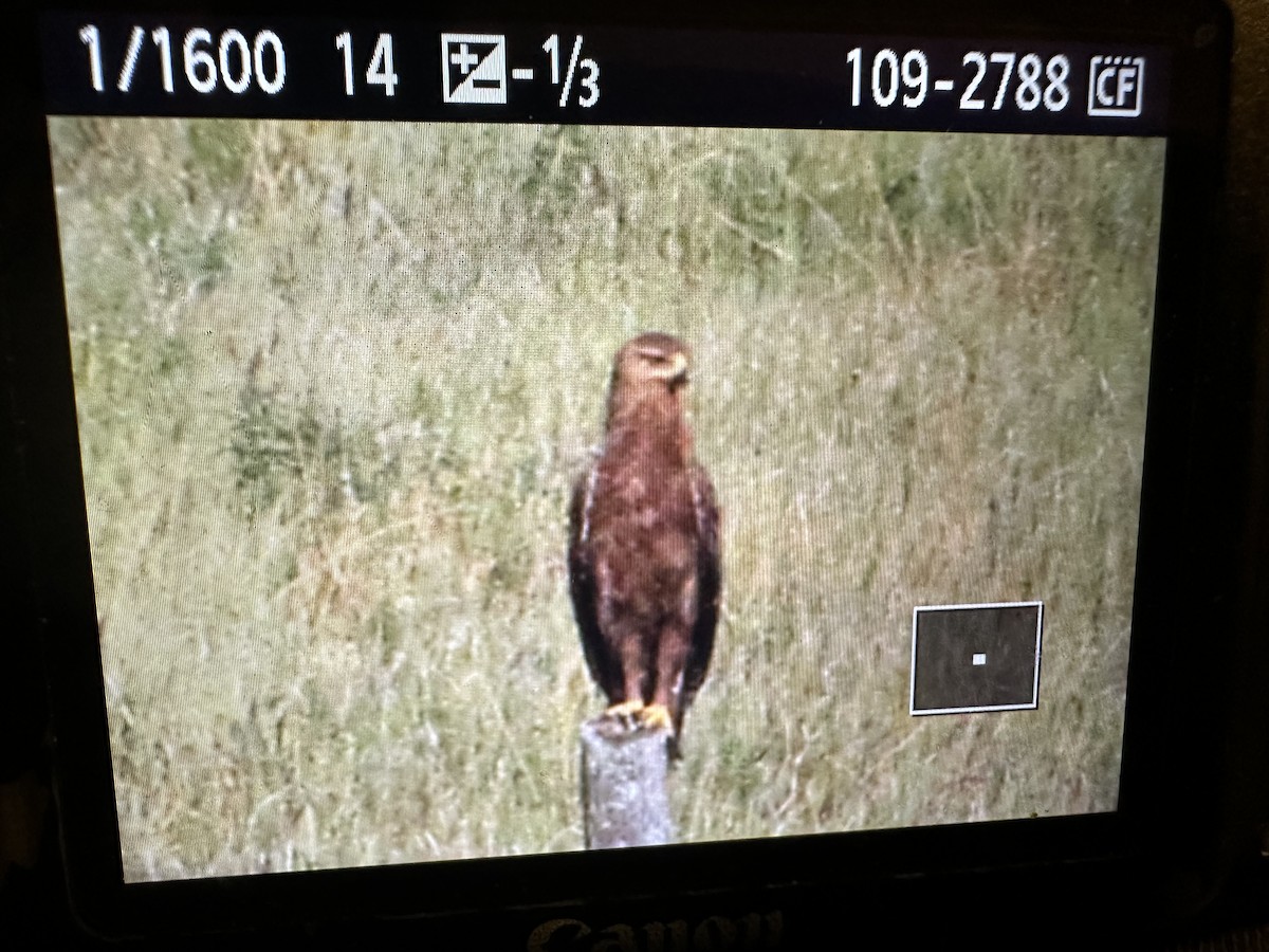 Lesser Spotted Eagle - ML635834786
