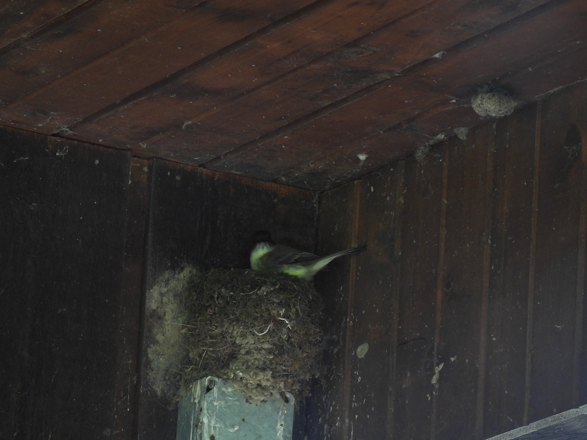 Eastern Phoebe - ML635834811