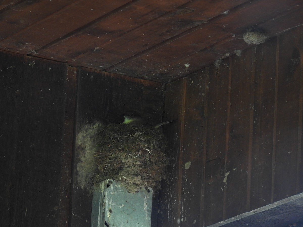 Eastern Phoebe - ML635834817
