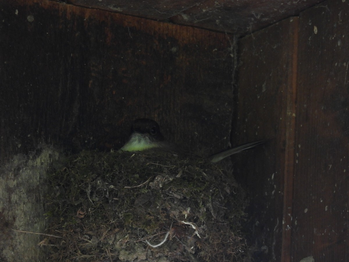 Eastern Phoebe - ML635834819