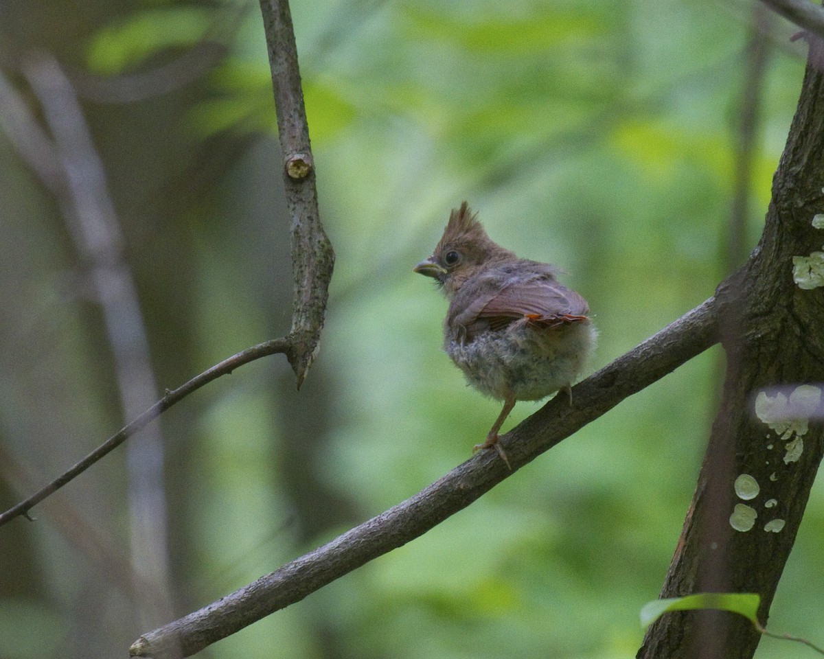Northern Cardinal - Dixie Sommers
