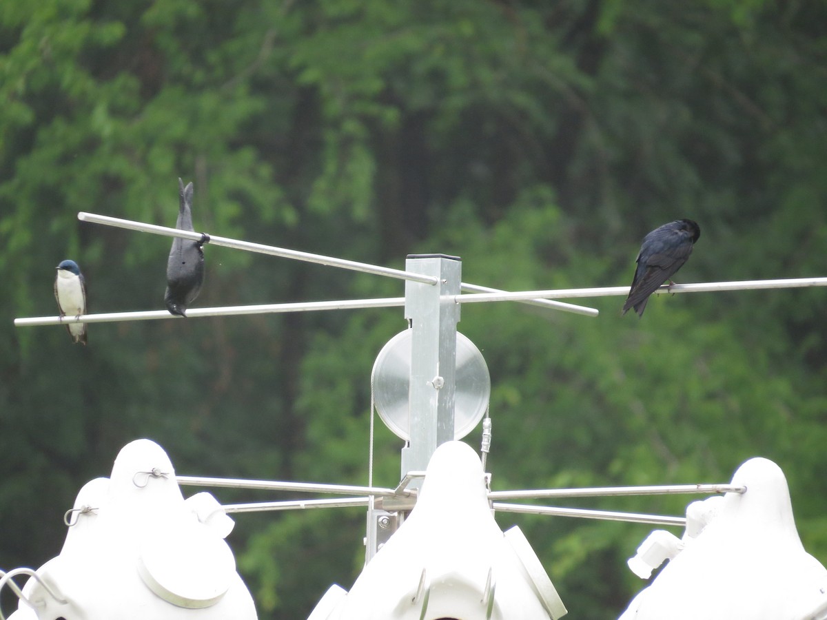 Purple Martin - ML635834914