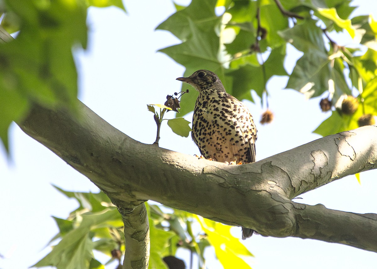 Mistle Thrush - ML635834932
