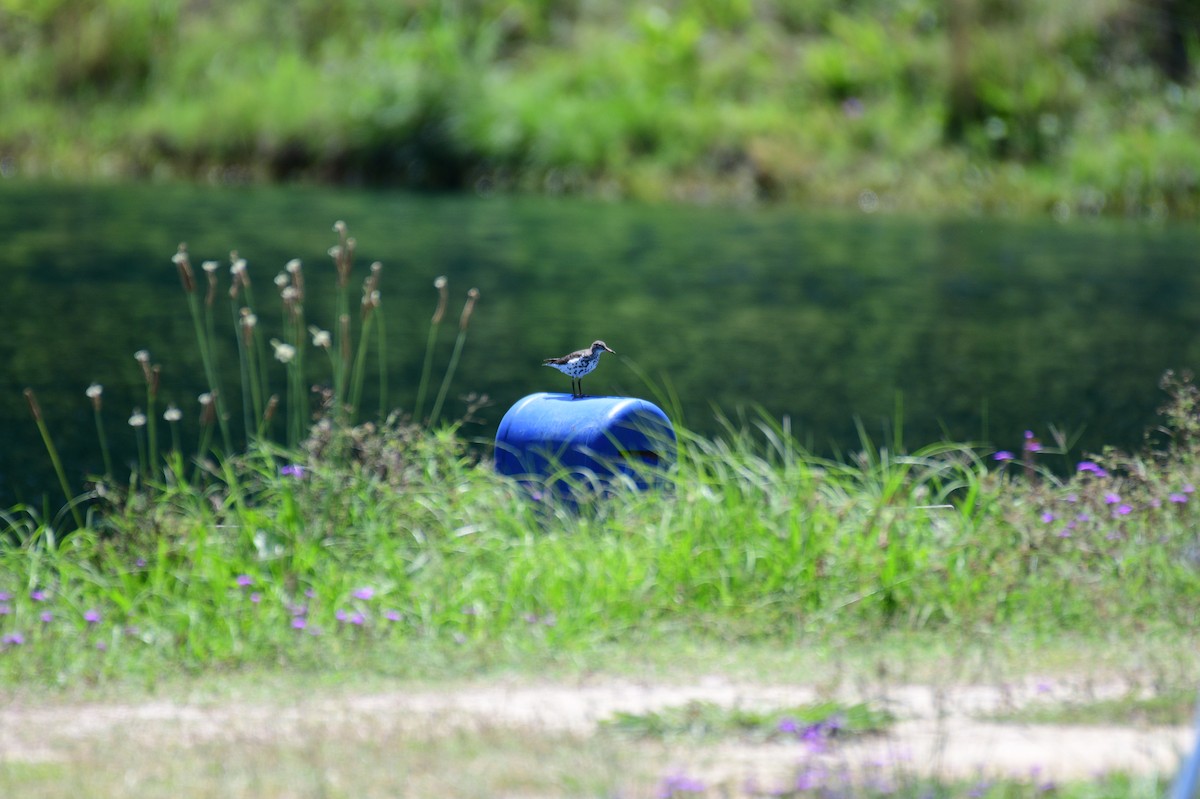 Spotted Sandpiper - ML635834949