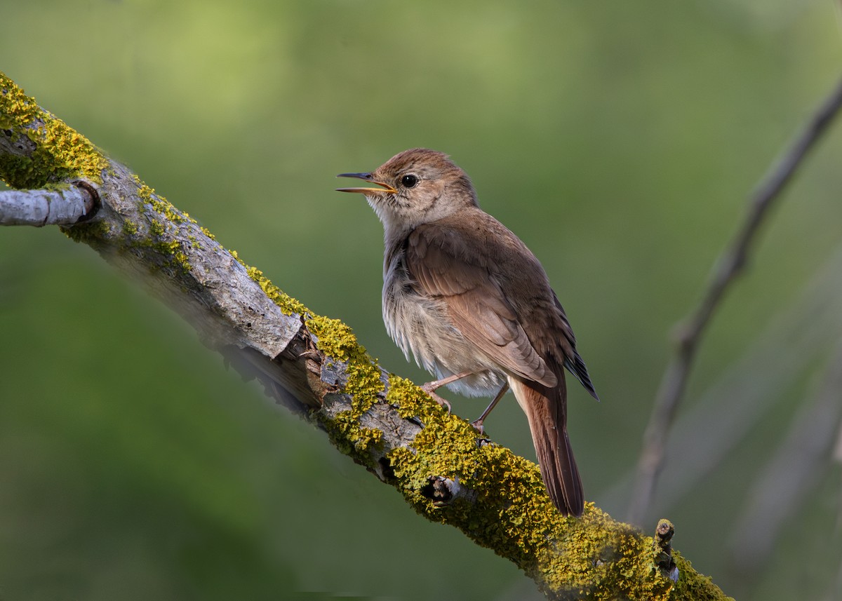 Common Nightingale - ML635834950