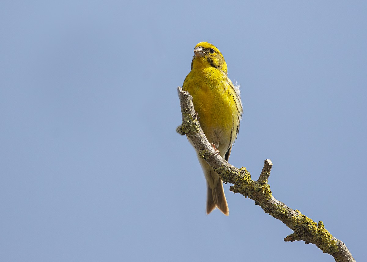 European Serin - ML635834960