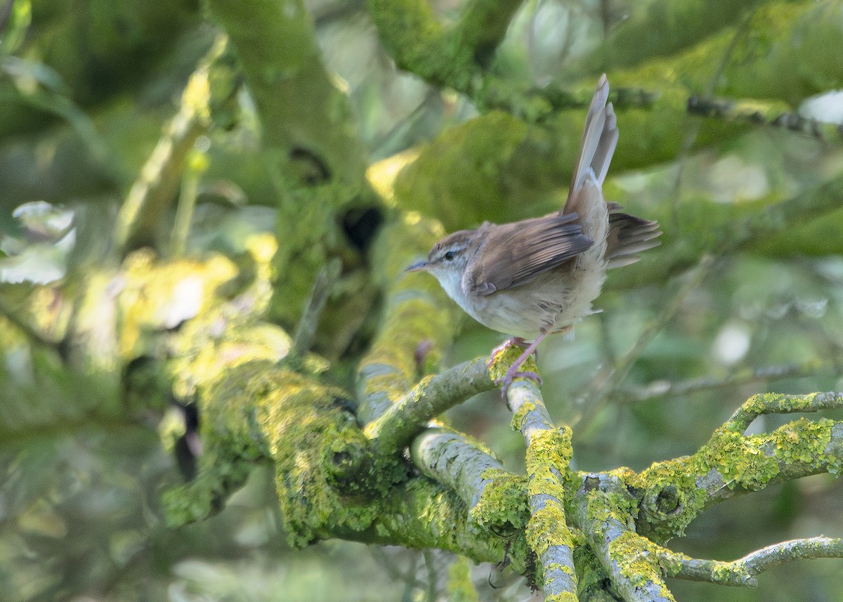 Cetti's Warbler - ML635835130