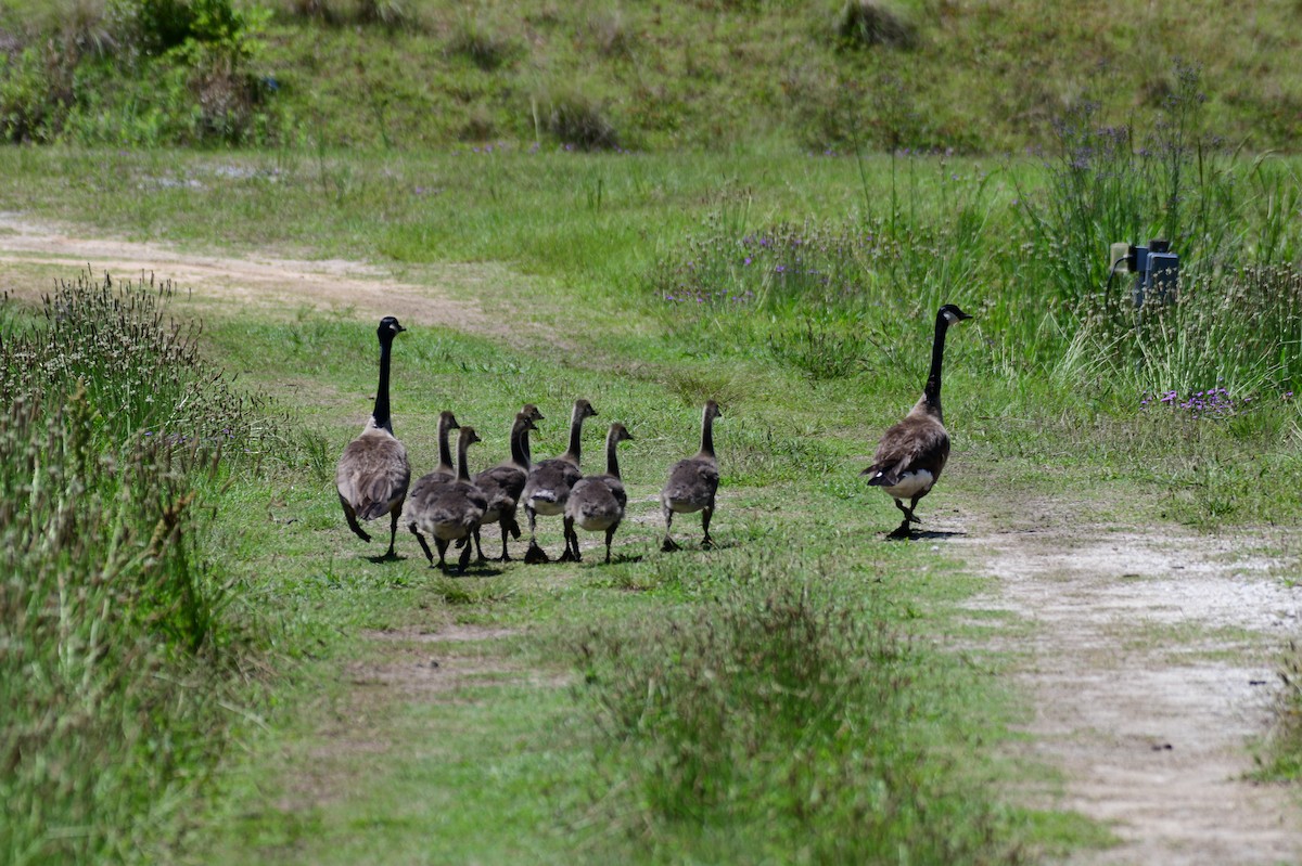 Canada Goose - ML635835141