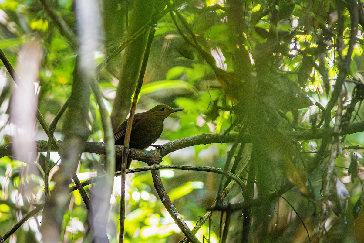 Black-tailed Leaftosser - ML635835184
