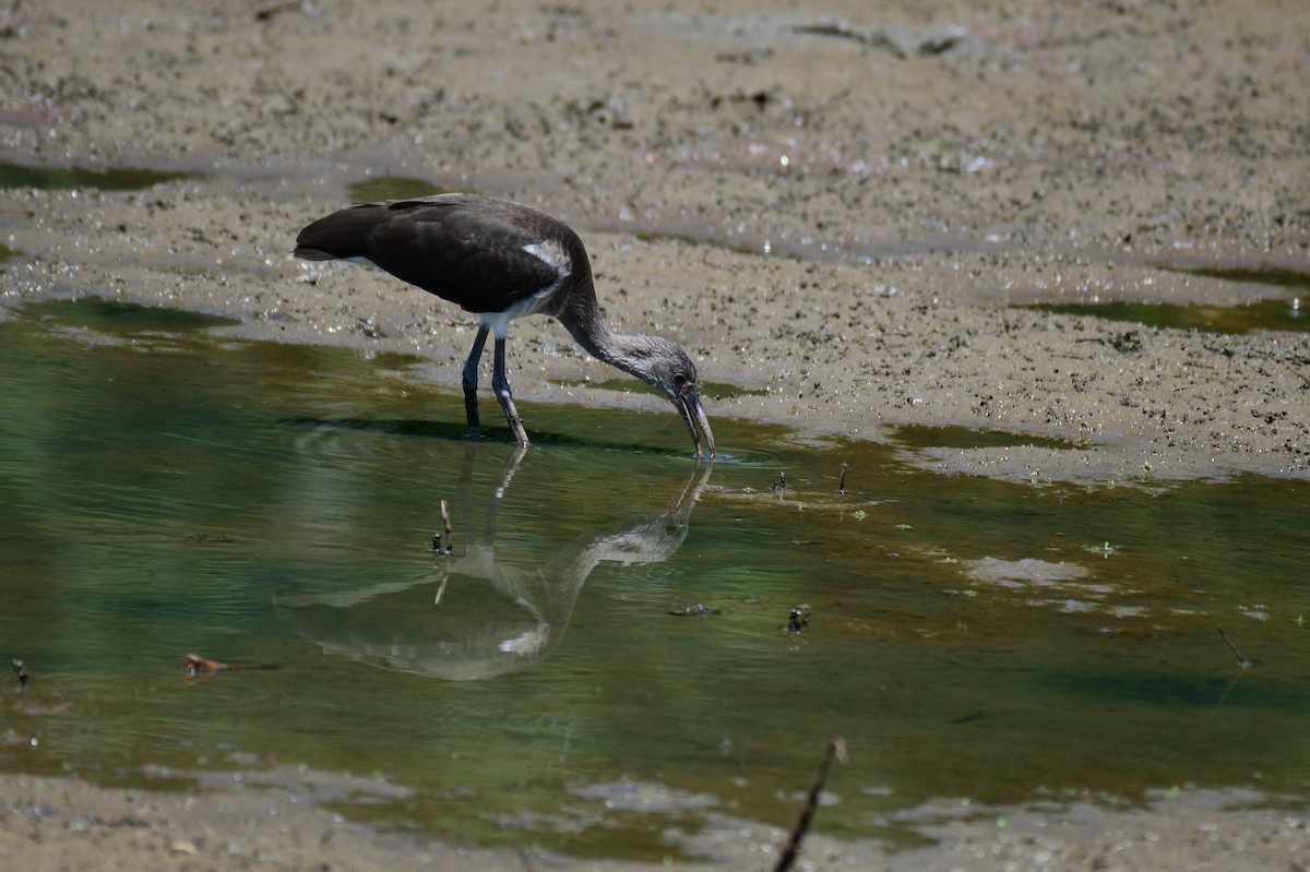 White Ibis - ML635835207