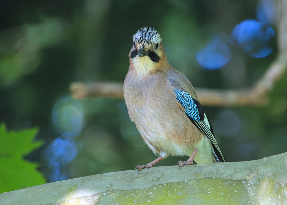 Eurasian Jay - ML635835209