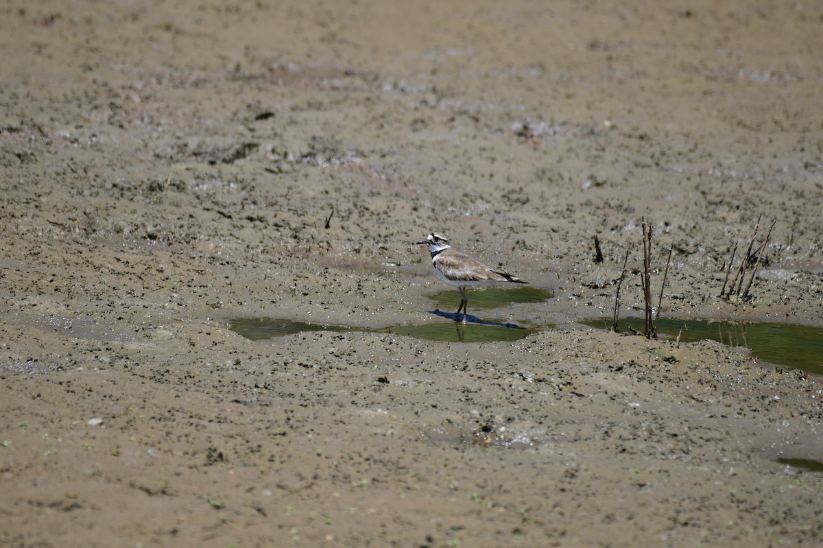 Killdeer - ML635835224
