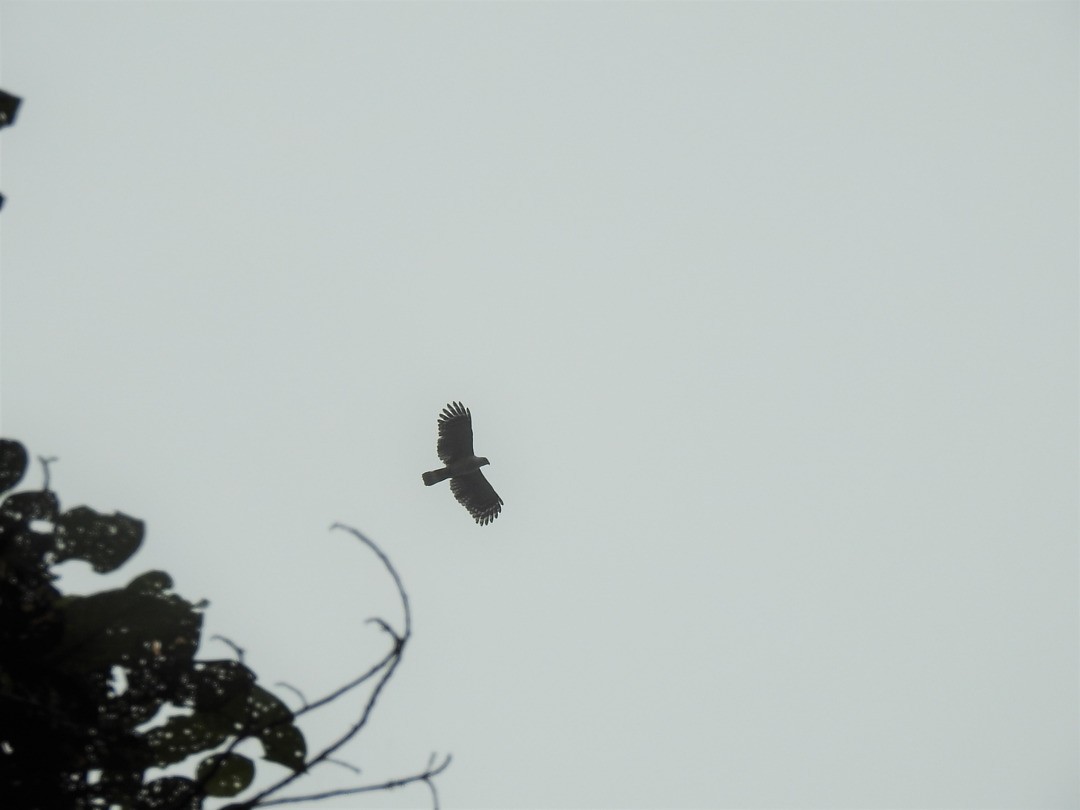 White-collared Kite - ML635835234