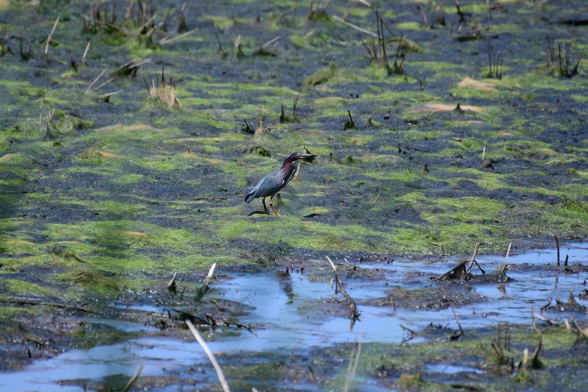 Green Heron - ML635835242