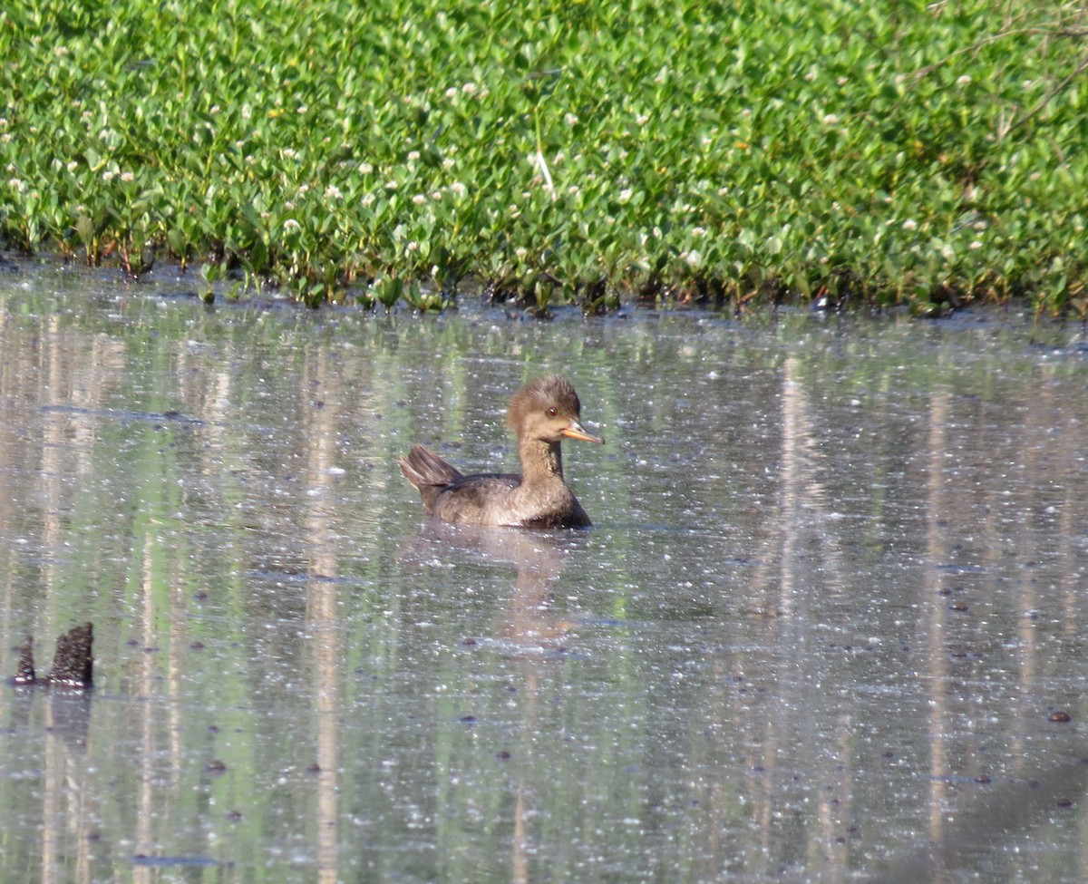 Hooded Merganser - ML635835364