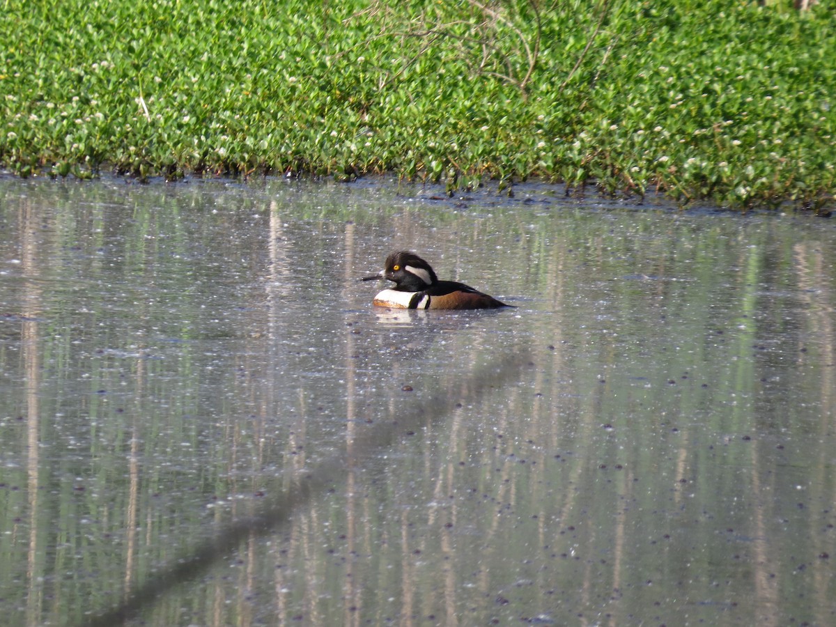 Hooded Merganser - ML635835365