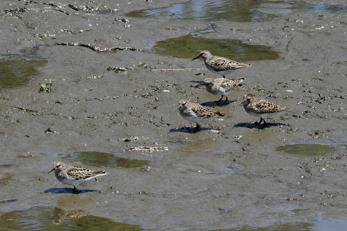 Least Sandpiper - ML635835385