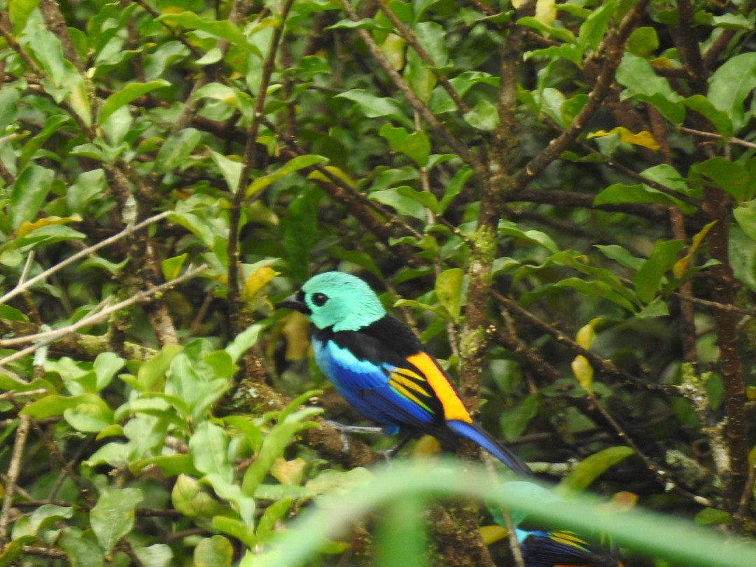 Seven-colored Tanager - ML635835465