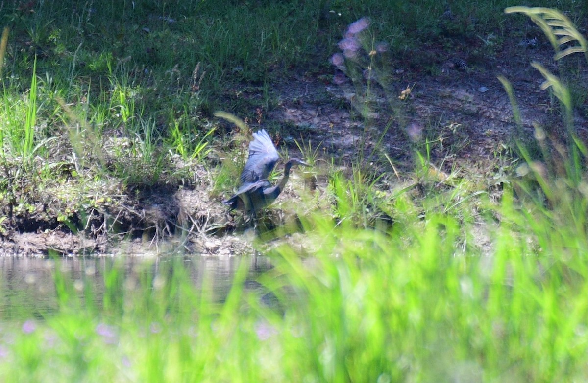 Little Blue Heron - ML635835573