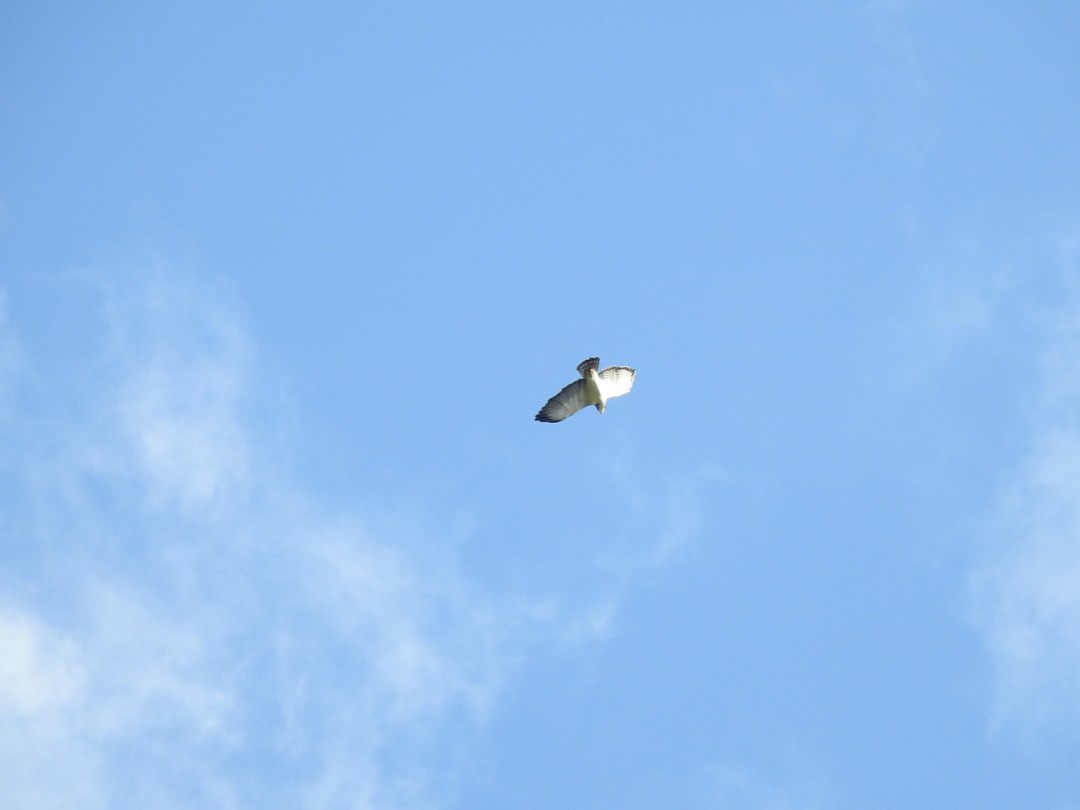 Short-tailed Hawk - ML635835589