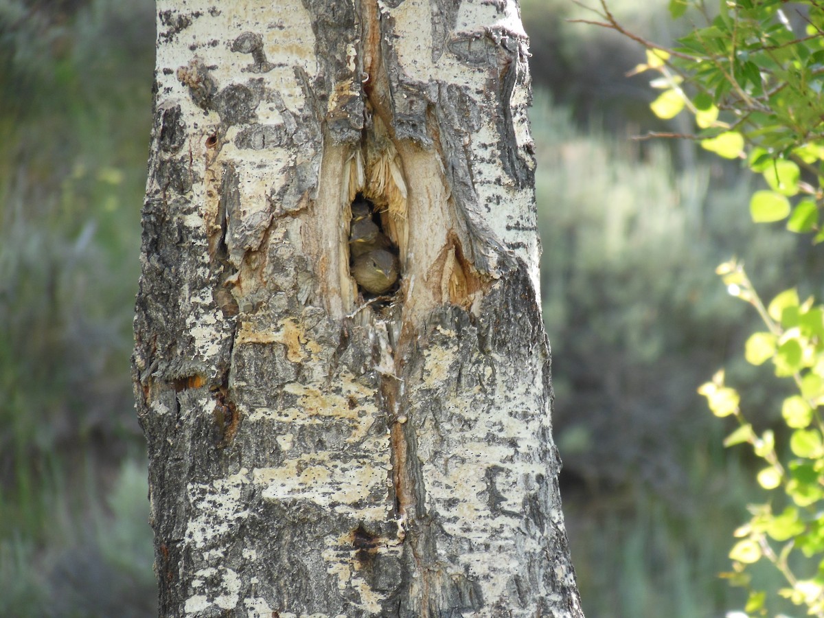 Northern House Wren - ML635835604