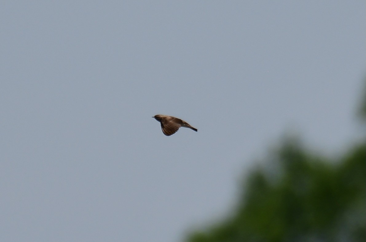 Northern Rough-winged Swallow - ML635835707