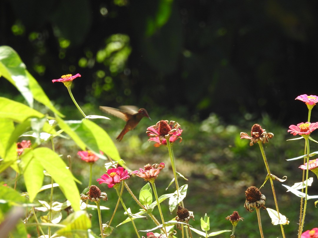 Ruby-topaz Hummingbird - ML635835767
