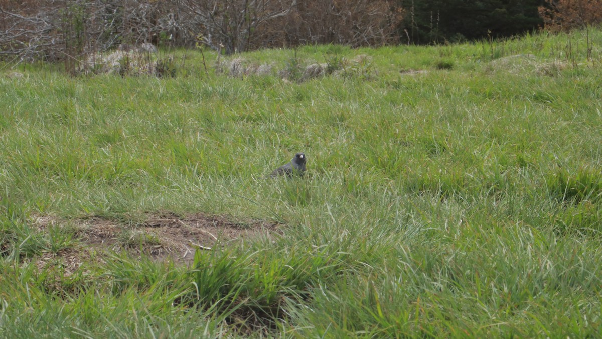 Dark-eyed Junco - ML635835874
