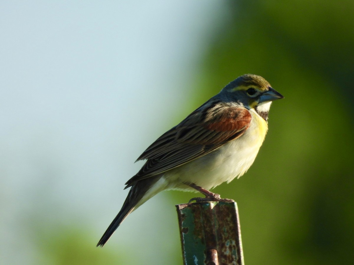 Dickcissel - ML635836057
