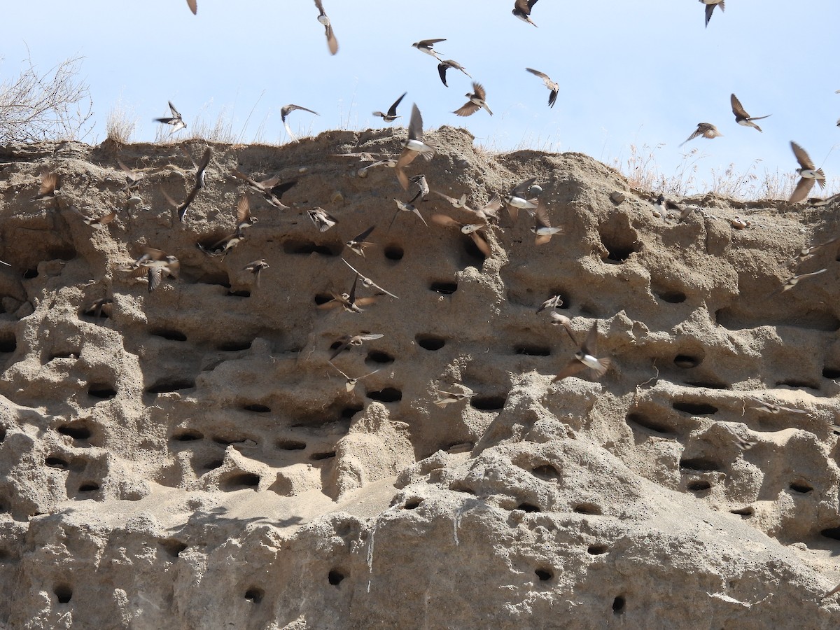 břehule říční - ML635836086