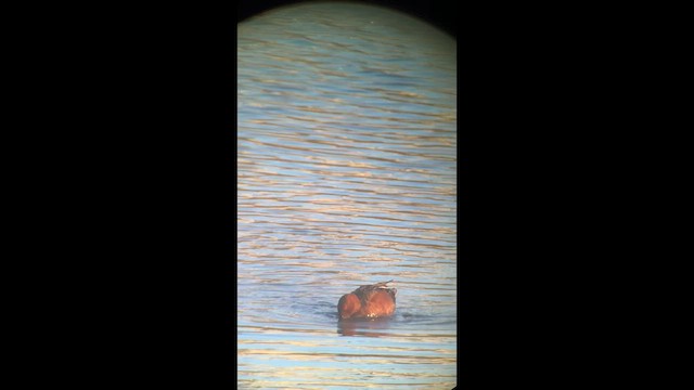 Cinnamon Teal - ML635836111