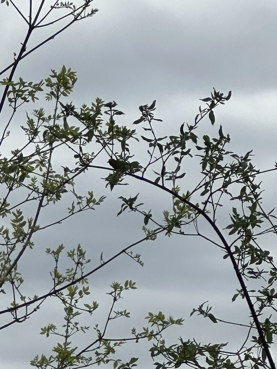 Prothonotary Warbler - ML635836148