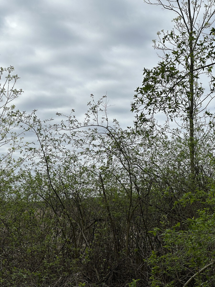 Prothonotary Warbler - ML635836149