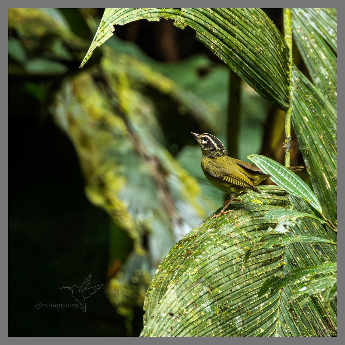 Three-striped Warbler (daedalus) - ML635836166