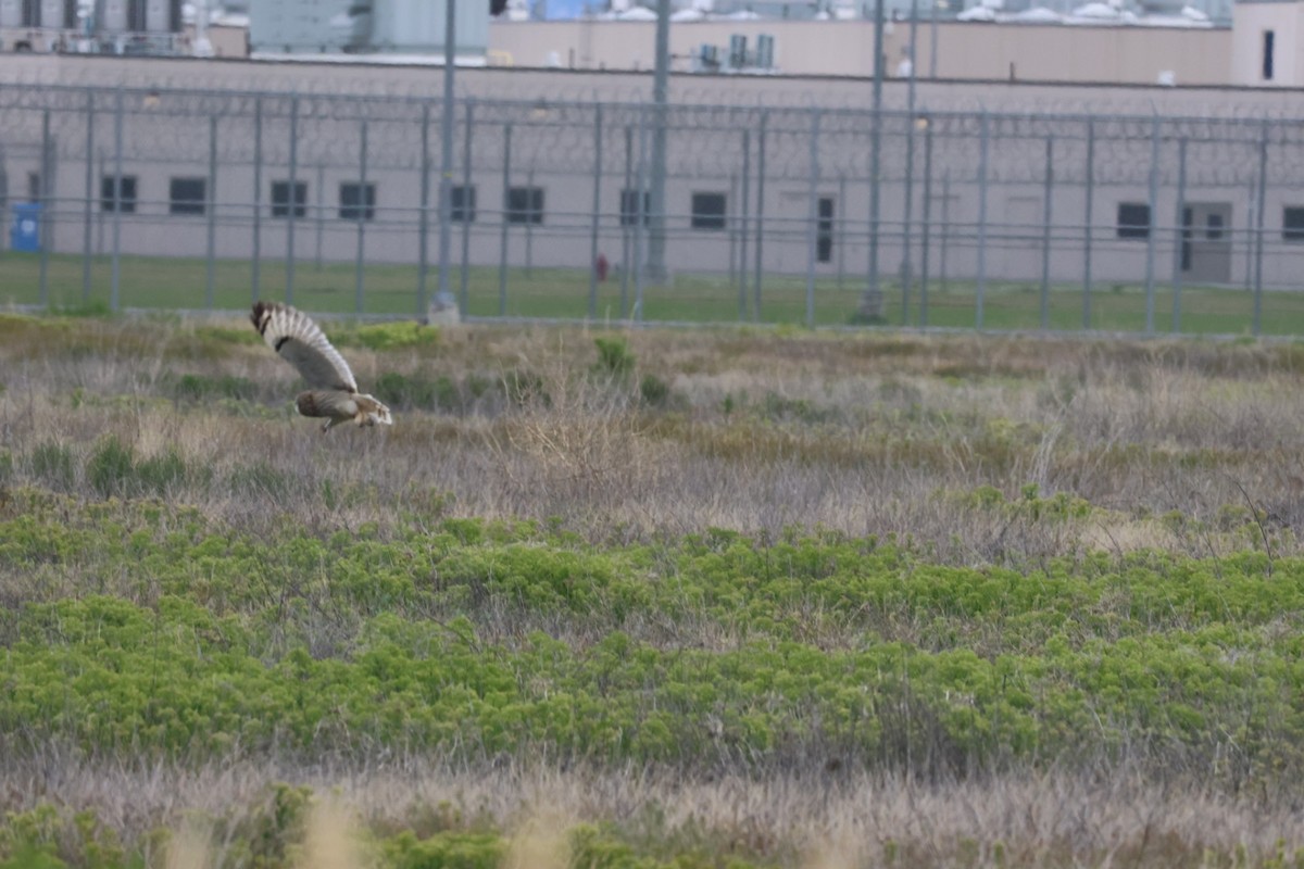 Short-eared Owl (Northern) - ML635836171