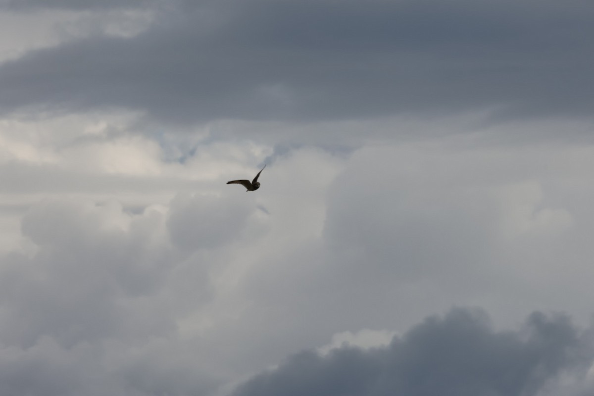 Short-eared Owl (Northern) - ML635836172